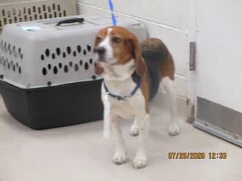 Shelby(401) -  Beagle Dog for Adoption in Marietta, Georgia - Shelby(401) | PetCurious