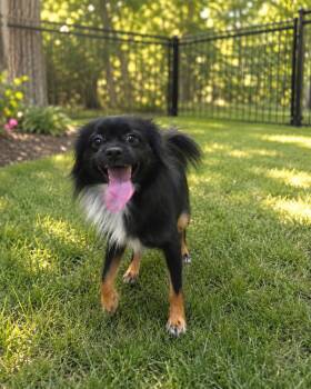 Bodhi -  Tibetan Spaniel Dog for Adoption - Bodhi | PetCurious