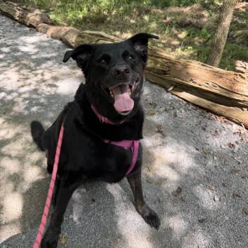 Violet -  Black Labrador Retriever Dog for Adoption in Mt. Juliet, Tennessee - Violet | PetCurious