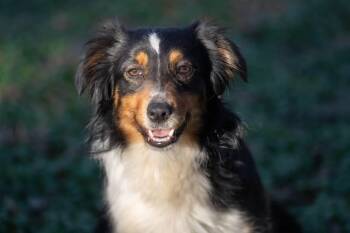Australian Shepherd Dogs Available for Adoption - Alexis | PetCurious