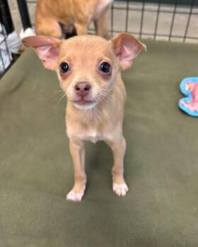 Chihuahua Dogs Available for Adoption - Chong | PetCurious