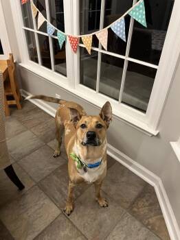 Finley (fka Bean) -  American Bulldog and Australian Shepherd Dog for Adoption in Milton, Georgia - Finley (fka Bean) | PetCurious