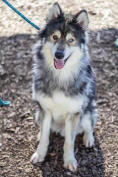 Rugby -  Mixed Breed Dog for Adoption in Chamblee, Georgia - Rugby | PetCurious