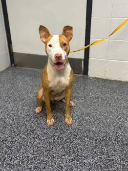 Rescue Mixed Breed Dogs for Adoption in ABRAHAM BALDWIN COLLEGE, Georgia - Special | PetCurious