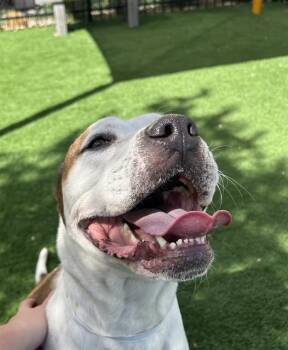 Pit Bull Terrier and Mixed Breed Dogs Available for Adoption in Colorado Springs, Colorado - BAILEY | PetCurious