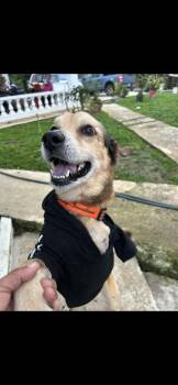 Mixed Breed Dogs Available for Adoption - Milán  | PetCurious