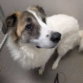 Sidney -  Great Pyrenees Dog for Adoption in Des Moines, Iowa - Sidney | PetCurious