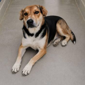 Hubert -  Shepherd Dog for Adoption in Kingman, Arizona - Hubert | PetCurious