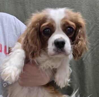 Cavalier King Charles Spaniel Dogs Available for Adoption in Malvern, Pennsylvania - Penny | PetCurious