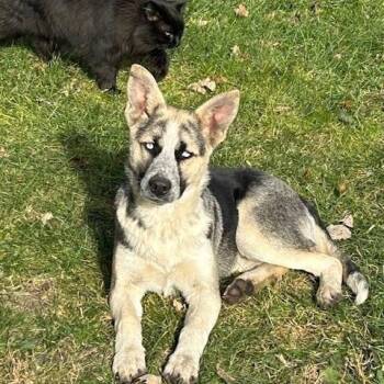 Rescue Mixed Breed Dogs for Adoption in Sioux Falls, South Dakota - Frodo | PetCurious