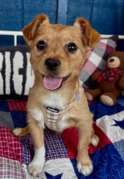 Timmy -  Norfolk Terrier and Border Terrier Dog for Adoption in Washington, District Of Columbia - Timmy | PetCurious