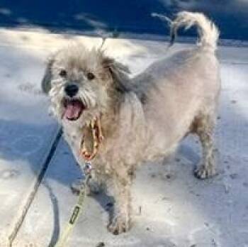 Teddy -  Shih Tzu Dog for Adoption in Gilbert, Arizona - Teddy | PetCurious