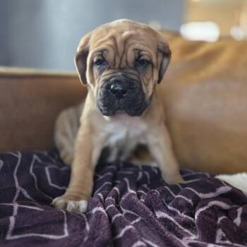 Mastiff Dogs Available for Adoption - Brenda Carlyle | PetCurious