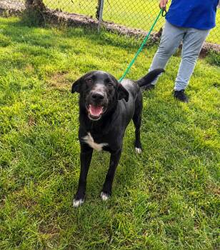 Jett- Super Sweet Black Lab Boy seeking loving home. -  Black Labrador Retriever Dog for Adoption in Conway, South Carolina - Jett- Super Sweet Black Lab Boy Seeking Loving Home. | PetCurious