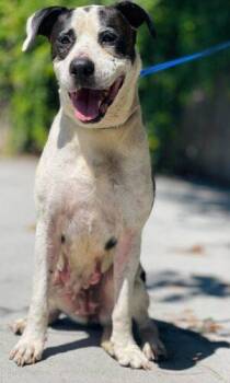 AC-4888 "Serena" -  Pit Bull Terrier Dog for Adoption in Conyers, Georgia - AC-4888 "Serena" | PetCurious