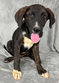 Labrador Retriever and Plott Hound Dogs Available for Adoption in New York, New York - Justify (foster Needed) | PetCurious