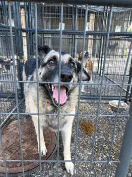 Maggie -  German Shepherd Dog Dog for Adoption in Mobile, Alabama - Maggie | PetCurious
