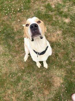 Winston -  Mixed Breed Dog for Adoption in Gallatin, Tennessee - Winston | PetCurious
