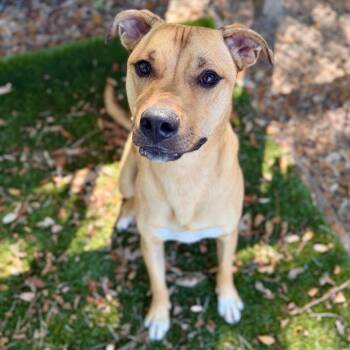 Mixed Breed Dogs Available for Adoption in Milton, Florida - Scooter | PetCurious