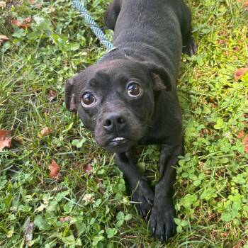 Chico -  Chihuahua and Mixed Breed Dog for Adoption in Fairfax Station, Virginia - Chico | PetCurious