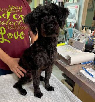 Robie (NOT YET AVAILABLE) -  Schnauzer and Poodle Dog for Adoption in Benton, Louisiana - Robie (NOT YET AVAILABLE) | PetCurious