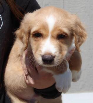 Cattle Dog and Mixed Breed Dogs Available for Adoption in Vacaville, California - Harley | PetCurious