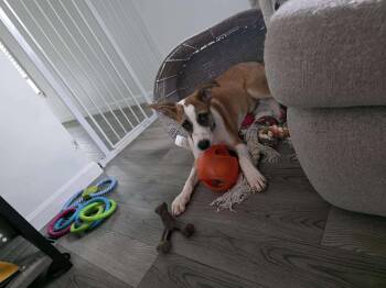 Rescue Labrador Retriever Dogs for Adoption in Portland, Maine - Jacob | PetCurious