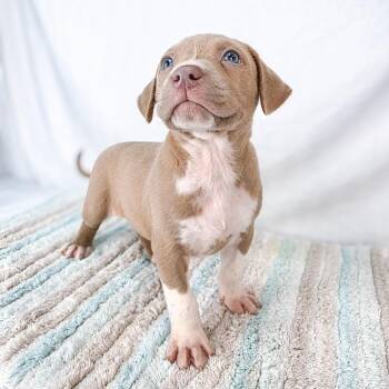 Terrier Dogs Available for Adoption in Lufkin, Texas - Apple | PetCurious