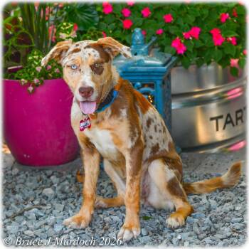 Furlita -  Catahoula Leopard Dog Dog for Adoption in Wake Forest, North Carolina - Furlita | PetCurious