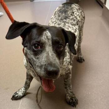 Queen of Country -  Basset Hound and Mixed Breed Dog for Adoption in Norman, Oklahoma - Queen Of Country | PetCurious