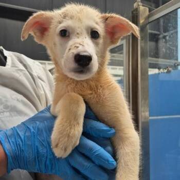 Paxton -  Samoyed and Mixed Breed Dog for Adoption in Morton Grove, Illinois - Paxton | PetCurious