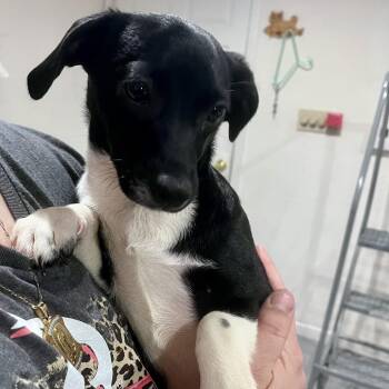 Dachshund and Beagle Dogs Available for Adoption - Georgia | PetCurious