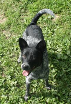 Australian Cattle Dog Blue Heeler Dogs Available for Adoption in Harrison, Arkansas - Shasta | PetCurious
