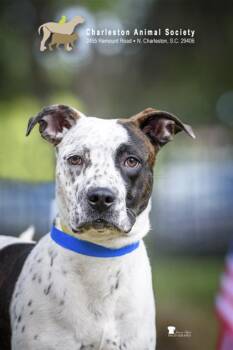 93669A Craig -  American Staffordshire Terrier and Mixed Breed Dog for Adoption in North Charleston, South Carolina - 93669A Craig | PetCurious
