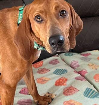 Lucy -  Redbone Coonhound Dog for Adoption in Stuarts Draft, Virginia - Lucy | PetCurious