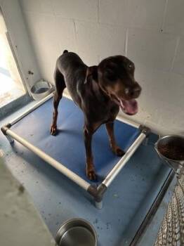 Kali Mercy (Owner Reclaiming) -  Doberman Pinscher and Mixed Breed Dog for Adoption in Gainesville, Florida - Kali Mercy (Owner Reclaiming) | PetCurious