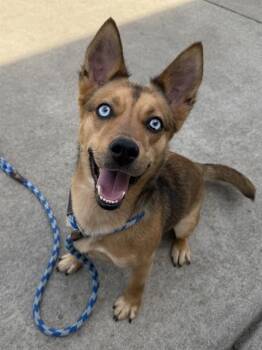 Australian Shepherd and Australian Kelpie Dogs Available for Adoption - ROCCO | PetCurious