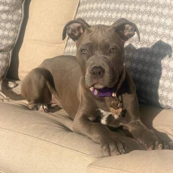 Jazmine -  Pit Bull Terrier Dog for Adoption in Thayne, Wyoming - Jazmine | PetCurious