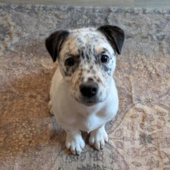 Pointer and Mixed Breed Dogs Available for Adoption - Redsmash | PetCurious