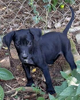 Franky -  Labrador Retriever and Terrier Dog for Adoption in Bedford, Virginia - Franky | PetCurious