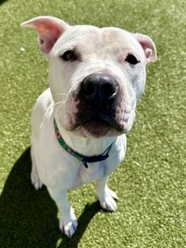 Rescue Mixed Breed Dogs for Adoption in Wichita, Kansas - Blanca | PetCurious