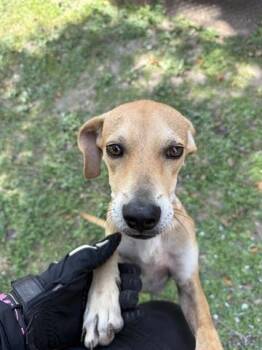 Rescue Labrador Retriever Dogs for Adoption in Houston, Texas - A643255 | PetCurious