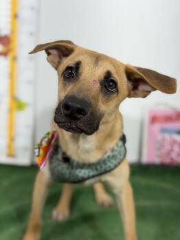 Bobby-One of our Amazing Rescue Dogs -  Shepherd and Labrador Retriever Dog for Adoption in Carlsbad, California - Bobby-One Of Our Amazing Rescue Dogs | PetCurious