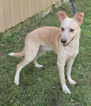 Rescue Australian Cattle Dog Blue Heeler Dogs for Adoption in New York, New York - Vinny *foster Needed* | PetCurious