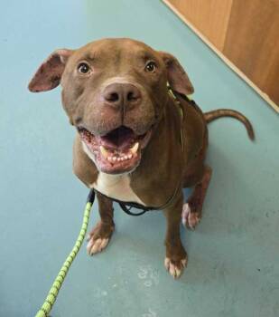 Rescue Pit Bull Terrier Dogs for Adoption in Portsmouth, Virginia - Dru | PetCurious
