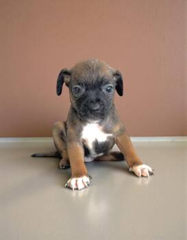 Mixed Breed Dogs Available for Adoption - Remy | PetCurious