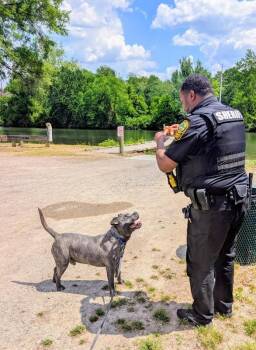 Dawg -  Pit Bull Terrier Dog for Adoption in Colonial Heights, Virginia - Dawg | PetCurious