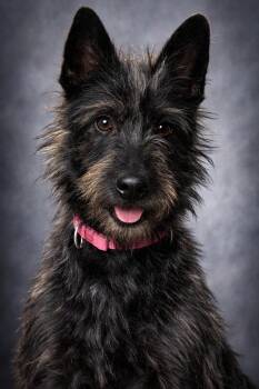 Scottish Terrier and Cairn Terrier Dogs Available for Adoption - Tilly | PetCurious