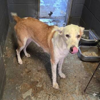 Coco -  Cattle Dog and Labrador Retriever Dog for Adoption in Austin, Texas - Coco | PetCurious