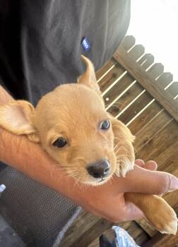 Rescue Shih Tzu Dogs for Adoption in Phoenix, Arizona - Goldie | PetCurious